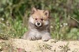 CHIEN FINNOIS DE LAPONIE 410